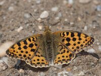 Issoria lathonia 19, Kleine parelmoervlinder, Saxifraga-Mark Zekhuis
