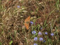 Issoria lathonia 22, Kleine parelmoervlinder, Saxifraga-Hans Boll