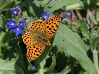 Issoria lathonia 4, Kleine parelmoervlinder, Vlinderstichting-Kars Veling