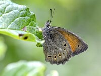 Kirinia climene, Lesser Lattice Brown