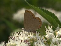 Laeosopis roboris 5, Essenpage, Vlinderstichting-Kars Veling