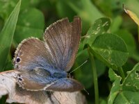 Lampides boeticus 19, Tijgerblauwtje, Saxifraga-Kars Veling