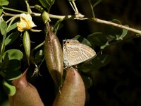 Lampides boeticus 2, Tijgerblauwtje, Saxifraga-Marijke Verhagen