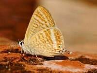 Lampides boeticus 22, Tijgerblauwtje, Saxifraga-Joep Steur