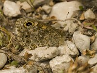 Lasiommata maera, Large Wall Brown
