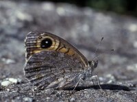 Lasiommata maera 12, Rotsvlinder, Vlinderstichting-Kars Veling