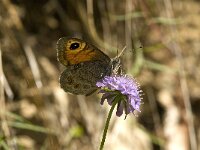 Lasiommata maera 20, Rotsvlinder, Saxifraga-Jan van der Straaten