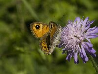 Lasiommata maera 21, Rotsvlinder, female, Saxifraga-Jan van der Straaten