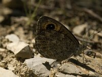 Lasiommata maera 3, Rotsvlinder, female, Saxifraga-Jan van der Straaten