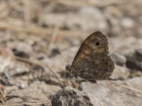 Lasiommata maera 44, Rotsvlinder, Saxifraga-Willem van Kruijsbergen