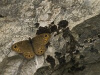 Lasiommata petropolitana 12, Kleine rotsvlinder, Saxifraga-Jan van der Straaten