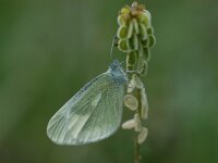 Leptidea duponcheli, Eastern Wood White