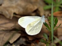 Leptidea morsei, Fentons Wood White
