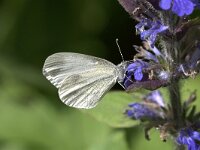 Leptidea morsei 2, Oostelijk boswitje, Saxifraga-Peter Gergely