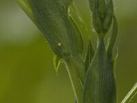 Leptidea sinapis 3, Boswitje, Saxifraga-Jan van der Straaten