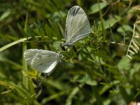 Leptidea sinapis 32, Boswitje, Saxifraga-Willem van Kruijsbergen
