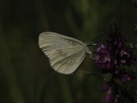 Leptidea sinapis 40, Boswitje, Saxifraga-Bas Klaver
