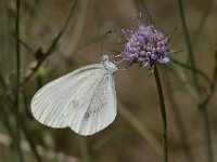 Leptidea sinapis 44, Boswitje, Saxifraga-Willem van Kruijsbergen