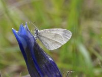 Leptidea sinapis 48, Boswitje,, Saxifraga-Luuk Vermeer