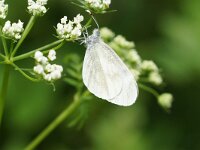 Leptidea sinapis 50, Boswitje, Saxifraga-Joep Steur