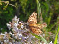 Libythea celtis 6, Snuitvlinder, on Thymus, Saxifraga-Kars Veling