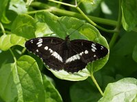 LIMENITIS CAMILLA. GRNCAR.
