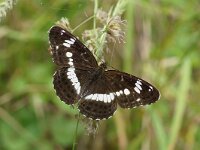 BOLJARE. LIMENITIS CAMILLA.