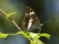 Limenitis camilla 11, Kleine ijsvogelvlinder, Saxifraga-Jan van der Straaten