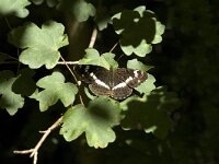 Limenitis camilla 14, Kleine ijsvogelvlinder, Saxifraga-Jan van der Straaten