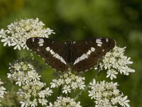 Limenitis camilla 15, Kleine ijsvogelvlinder, Saxifraga-Jan van der Straaten