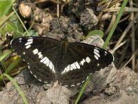 Limenitis camilla 16, Kleine ijsvogelvlinder, Saxifraga-Jan van der Straaten