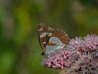 ijsvogelvlinder  ijsvogelvlider op koninginnekruid : Ladoga camilla