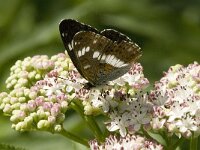 Limenitis camilla 24, Kleine ijsvogelvlinder, Saxifraga-Jan van der Straaten