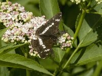 Limenitis camilla 26, Kleine ijsvogelvlinder, Saxifraga-Jan van der Straaten