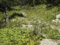 Limenitis camilla 3, Kleine ijsvogelvlinder, habitat, F, Isere, Gresse-en-Vercors, Saxifraga-Jan van der Straaten
