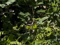 Limenitis camilla 30, Kleine ijsvogelvlinder, Saxifraga-Willem van Kruijsbergen