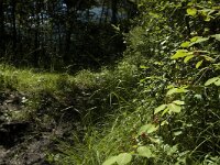 Limenitis camilla 4, Kleine ijsvogelvlinder, habitat, F, Isere, Saint-Guillaume, Saxifraga-Marijke Verhagen