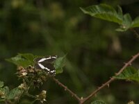 Limenitis camilla 40, Kleine ijsvogelvlinder, Saxifraga-Jan van der Straaten
