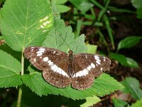 Limenitis camilla 5, Kleine ijsvogelvlinder, Saxifraga-Mark Zekhuis