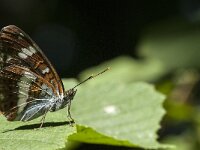 Limenitis camilla 50, Kleine ijsvogelvlinder, Saxifraga-Marijke Verhagen