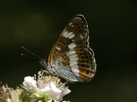 Limenitis camilla 55, Kleine ijsvogelvlinder, Saxifraga-Jan van der Straaten