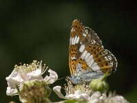 Limenitis camilla 59, Kleine ijsvogelvlinder, Saxifraga-Jan van der Straaten