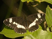 Limenitis camilla 60, Kleine ijsvogelvlinder, Saxifraga-Jan van der Straaten