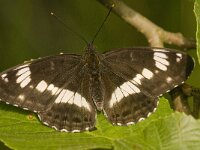 Limenitis camilla 63, Kleine ijsvogelvlinder, Saxifraga-Jan van der Straaten