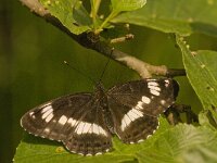 Limenitis camilla 64, Kleine ijsvogelvlinder, Saxifraga-Jan van der Straaten