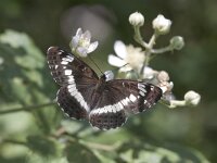 Limenitis camilla 73, Kleine ijsvogelvlinder, Saxifraga-Mark Zekhuis