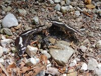 Limenitis camilla 76, Kleine ijsvogelvlinder, Saxifraga-Kars Veling