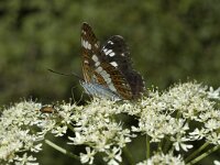 Limenitis camilla 8, Kleine ijsvogelvlinder, Saxifraga-Marijke Verhagen