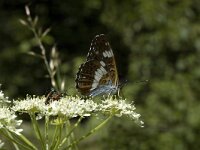 Limenitis camilla 9, Kleine ijsvogelvlinder, Saxifraga-Marijke Verhagen