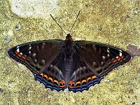 Limenitis populi, Poplar Admiral